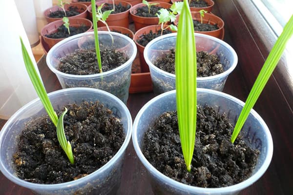 Plants de palmier dattier