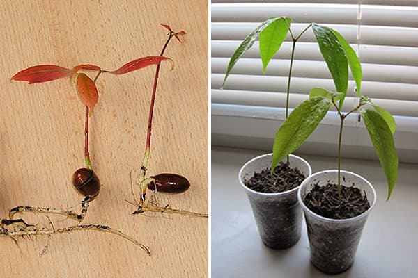 Germination des os de litchi