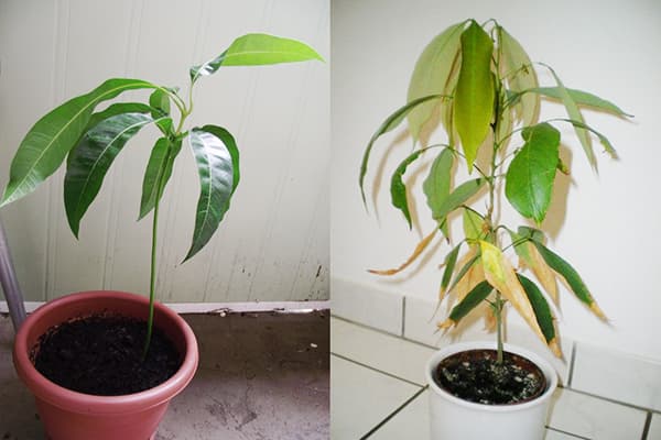 Litchi à différents stades de croissance