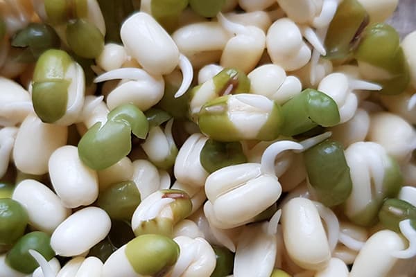 Mash avec des plants