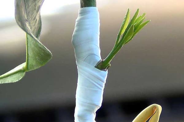 Lieu de vaccination sur un citron