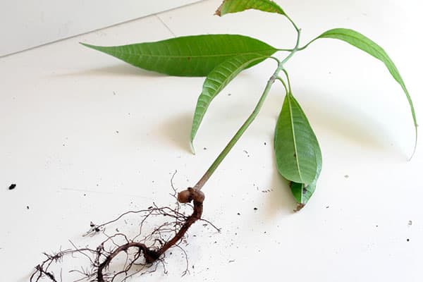 Repiquer des plants de mangue