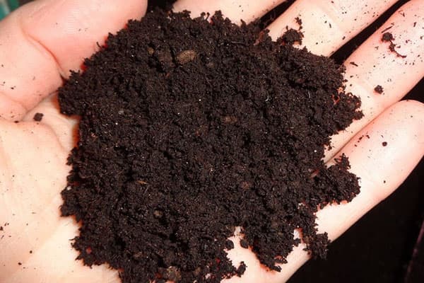 Tourbe dans la paume de votre main