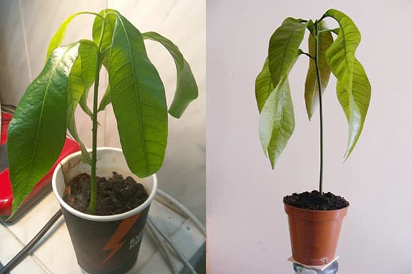 Semis de mangue en petits pots