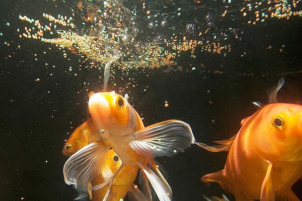 Alimentation du poisson