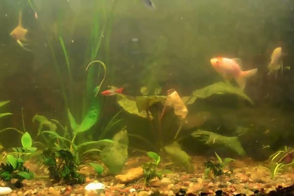 Eau trouble dans l'aquarium