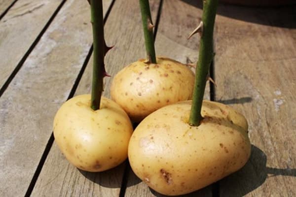 Roses à la pomme de terre