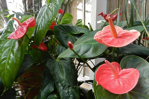 Anthurium en fleurs