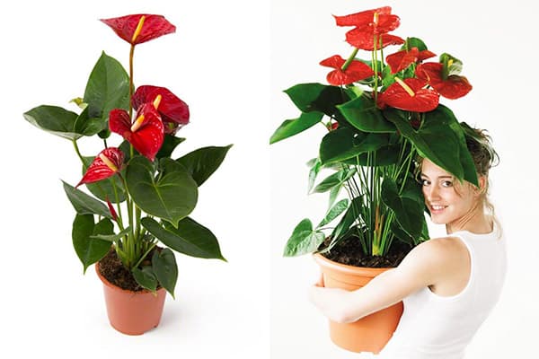 Femme avec anthurium