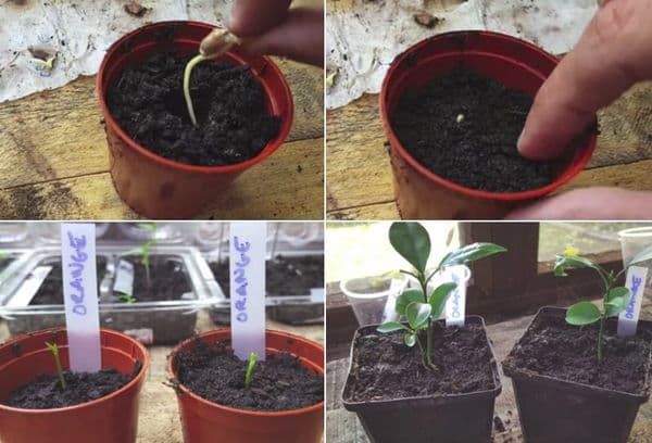 Planter un os germé