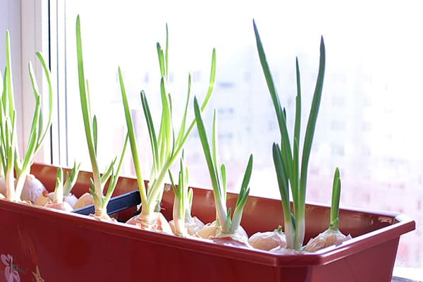 Oignons germés sur le rebord de la fenêtre