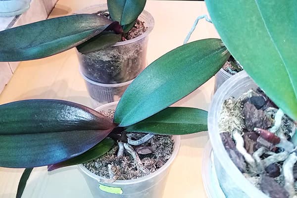 Orchidées avec un manque de lumière