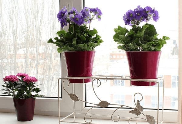 Fleurs dans la cuisine