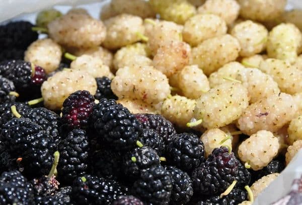 Mulberry noir et blanc