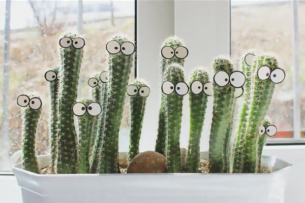 Cactus sur le rebord de la fenêtre