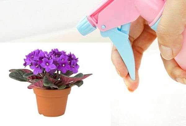 Arroser les violettes