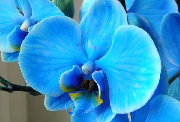 Orchidée bleue