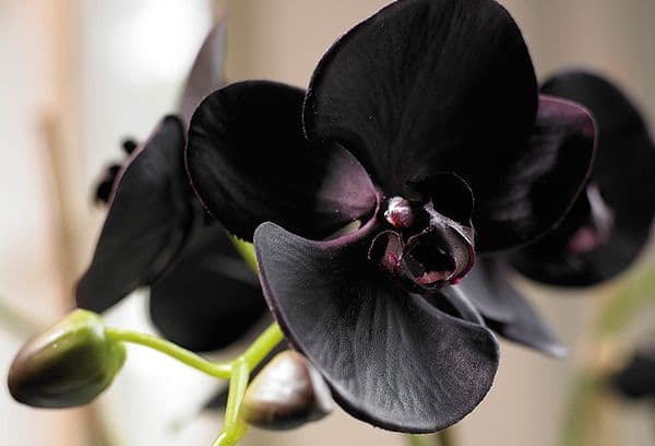 Orchidée noire