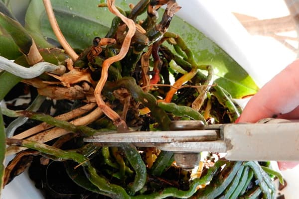 Élagage des racines d'orchidées endommagées