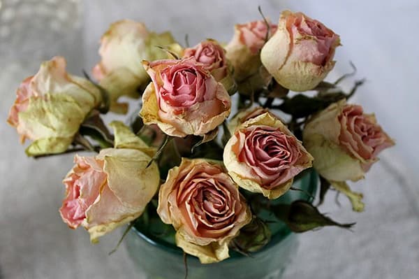 Roses séchées