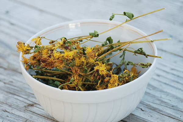 Millepertuis séché