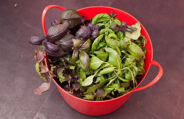 Basilic fraîchement cueilli