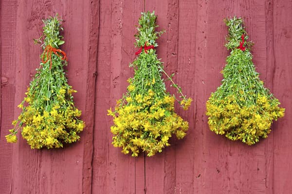 Séchage Hypericum
