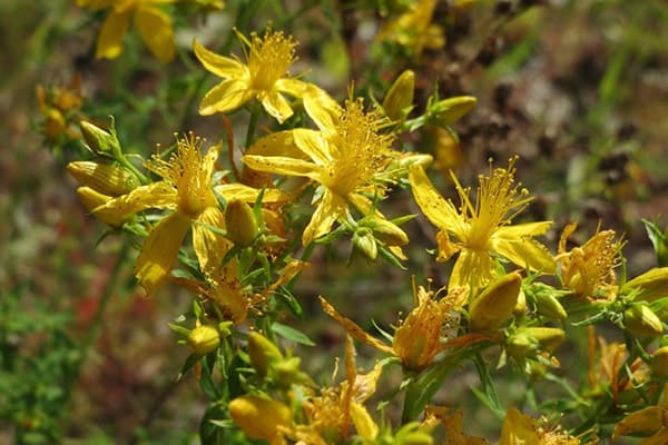 Floraison hypericum