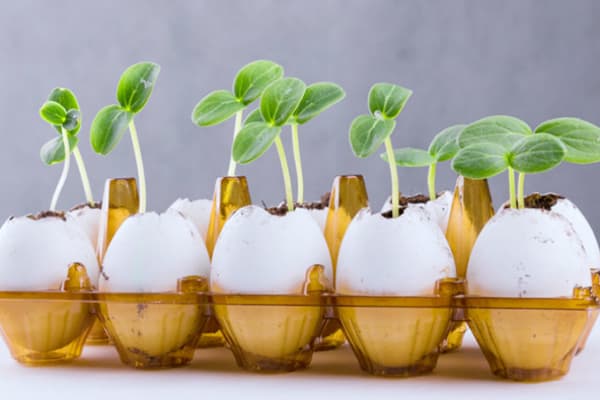 Planter dans un plateau d'oeufs