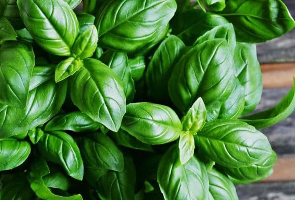 Basilic frais