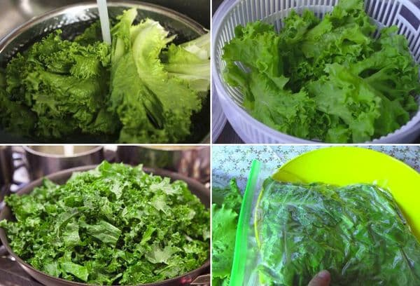 Cuisson et congélation de laitue