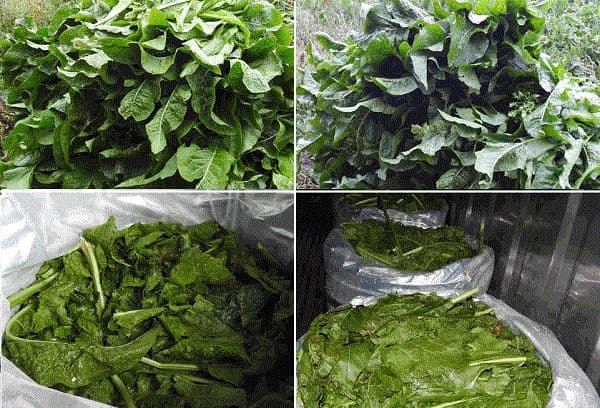 Récolte des feuilles de raifort