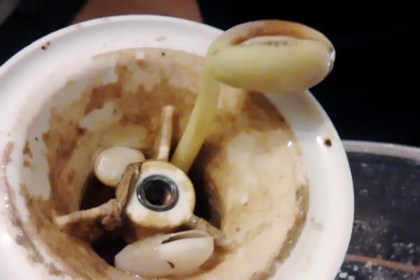 Haricots germés dans un évier