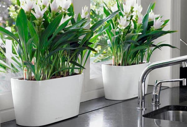 Des fleurs à la fenêtre