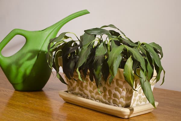 Plante d'intérieur flétrie