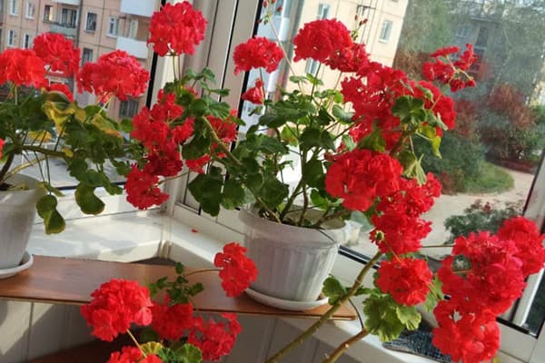 Pots de loggia sur la loggia