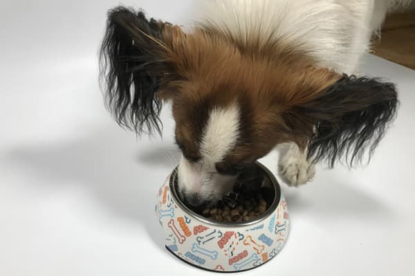 Chien mange des aliments dans un bol