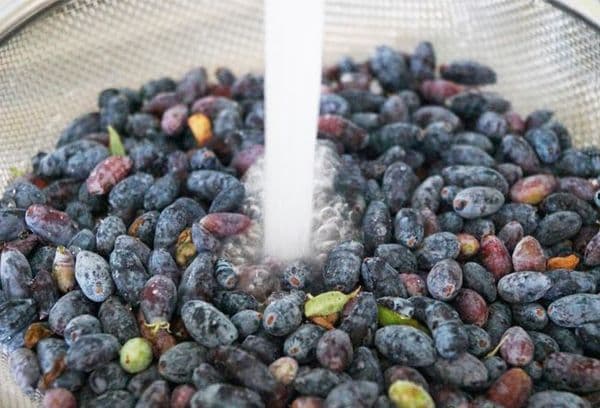 Préparation du chèvrefeuille à la congélation