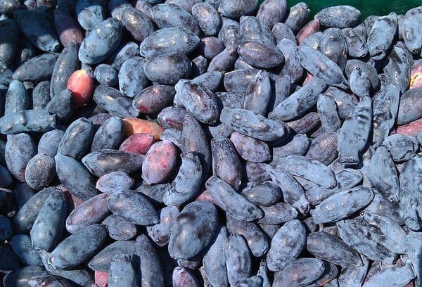 Baies chèvrefeuille