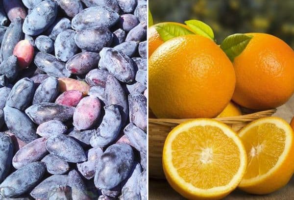 Chèvrefeuille et oranges