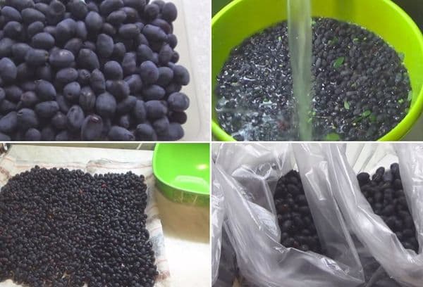 Procédure de congélation du chèvrefeuille