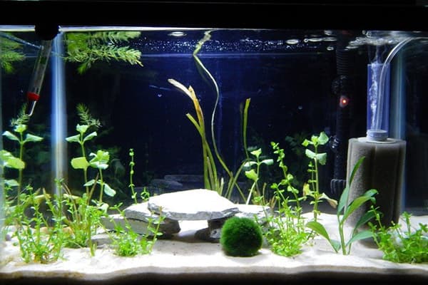 Terre et algues dans l'aquarium