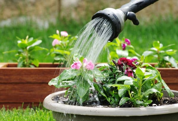 Arrosage des fleurs