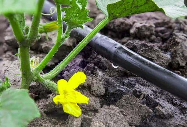 Drop arrosage des concombres