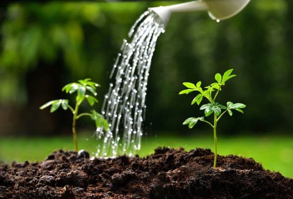 Arroser les germes de tomates