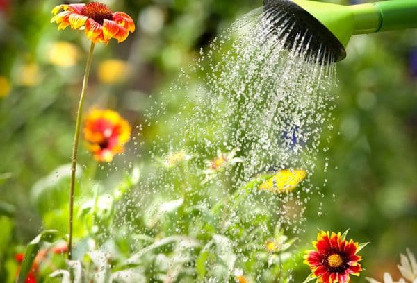 Arrosage des fleurs