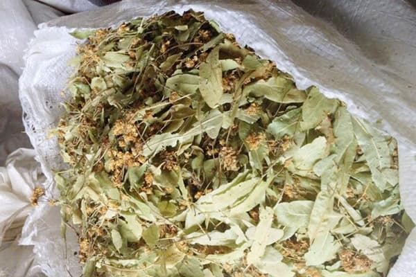 Fleur de tilleul séchée