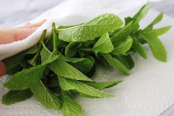 Menthe poivrée après le lavage