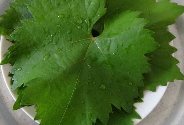 Feuillage de chasse et d'élagage