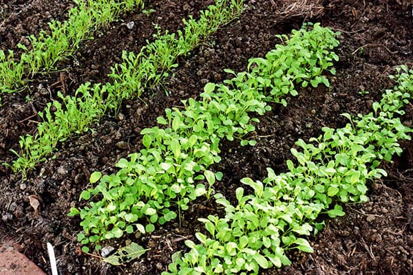 Pousses de laitue sur les lits